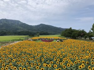 トキっ子夏のおすすめスポット上堰潟公園